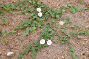 bindweed in flower